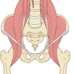 産後は特に気をつけたい子宮脱・骨盤臓器脱について
