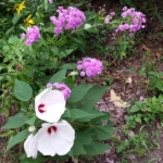 Thumbnail of post image 030