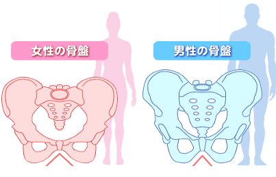 男女の骨盤の違い