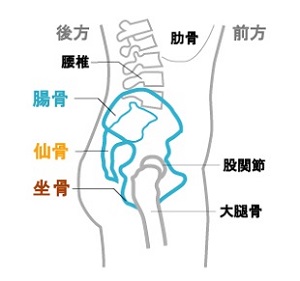 横からの骨盤画像